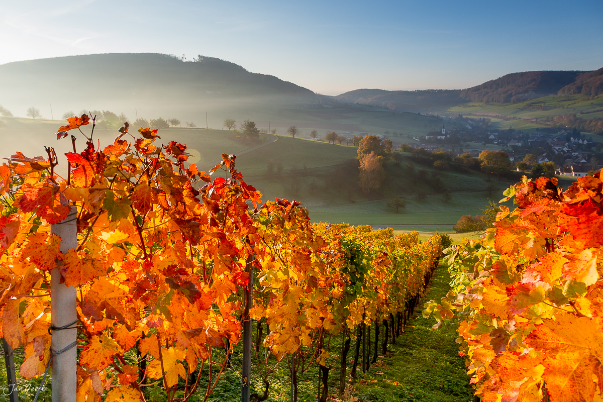 Herbstliche Weinreben Arisdorf Baselland Morgennebel Schweiz Jan Geerk Fotograf Basel