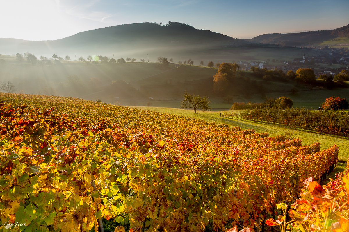 Herbstliche Weinberge Arisdorf Morgennebel Baselland Schweiz Jan Geerk Fotograf Basel