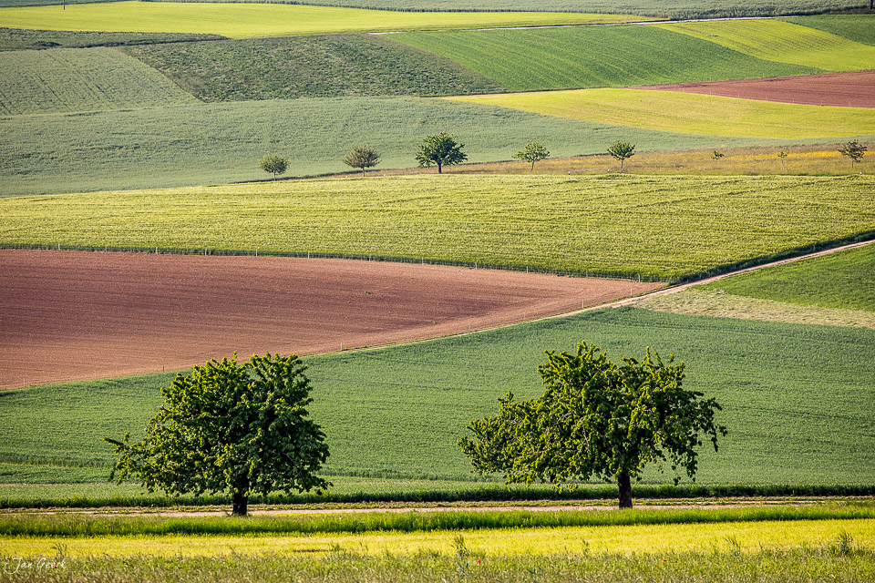 Landwirtschaftliche Felder mit Bäumen im Baselbiet, grüne und gelbe Ackerflächen, Frühsommerlicht, Nordwestschweiz – Jan Geerk Fotograf Basel
