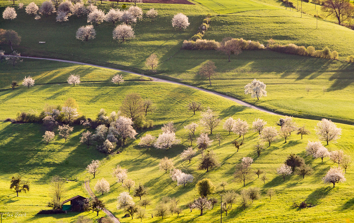 Blütezeit Kirschbäume Fricktal Frühling grüne Wiesen Baselland Schweiz Jan Geerk Fotograf Basel