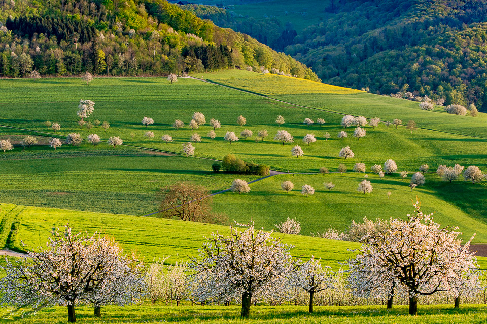 Blühende Kirschbäume im Fricktal während der Blütezeit in grüner Frühjahrslandschaft Schweiz – Jan Geerk Fotograf Basel