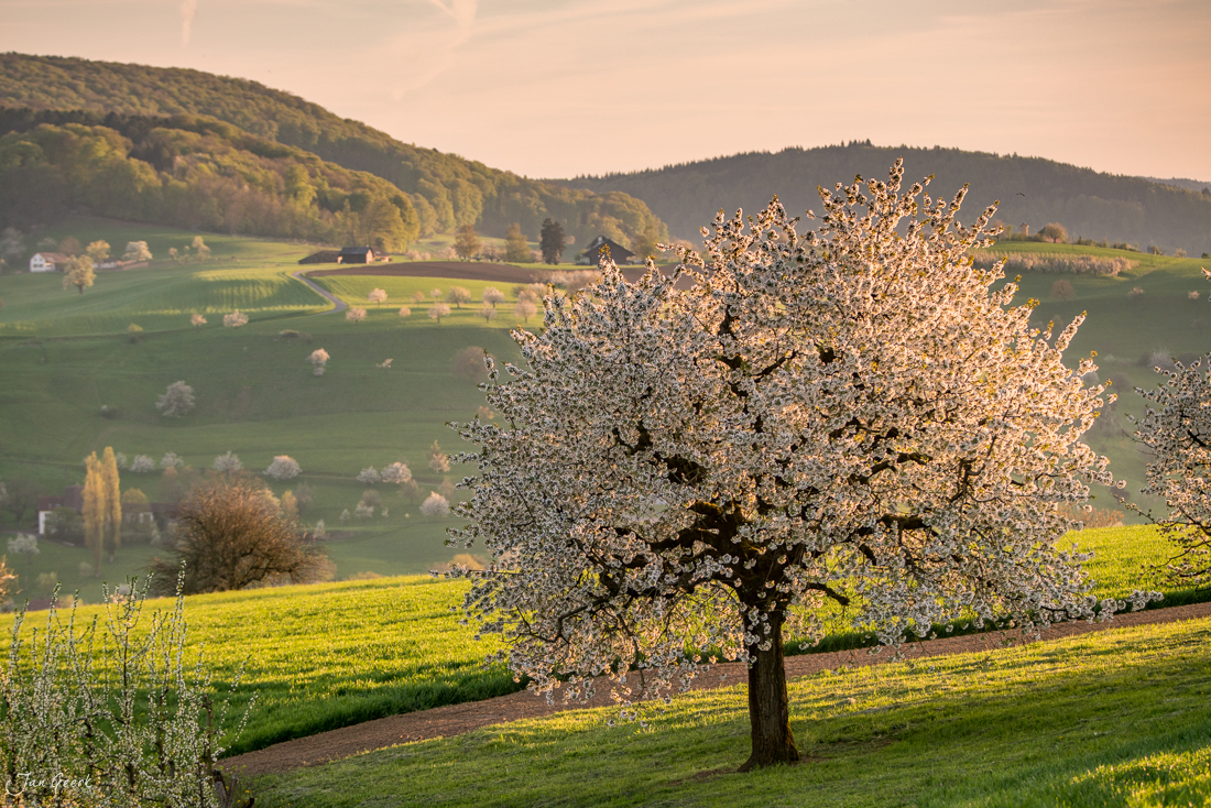 Blühende Kirschbäume im Fricktal bei Magden mit grünen Wiesen und bewaldeten Hügeln, Frühjahrsblüte in der Schweiz – Jan Geerk Fotograf Basel