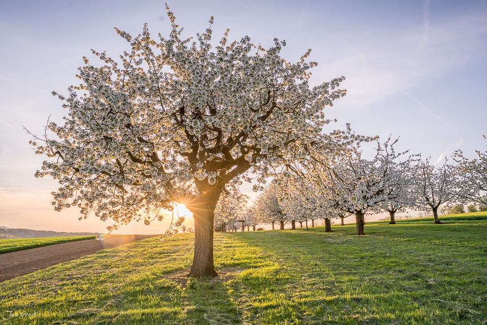 Blühende Kirschbäume im Fricktal bei Magden im Frühling, Kantlicht bei Sonnenaufgang, Nordwestschweiz – Jan Geerk Fotograf Basel
