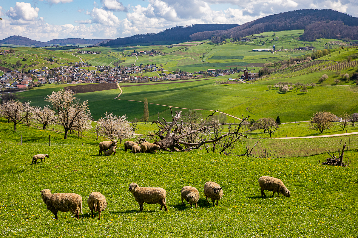 Schafherde auf Frühjahrsweide in Aesch mit blühenden Kirschbäumen und Dorfblick, Frühlingslicht Baselland Schweiz – Jan Geerk Fotograf Basel