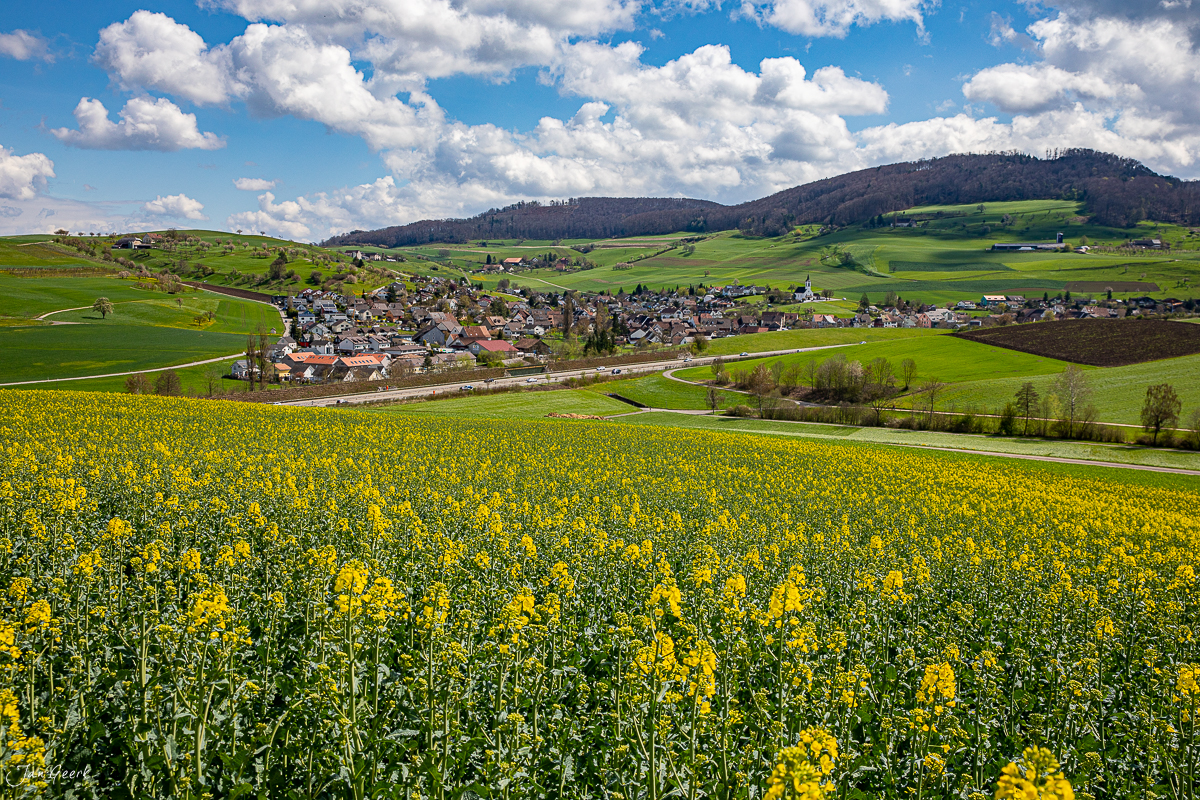 Rapsfeld in voller Blüte bei Aesch im Frühling, grüne Hügellandschaft mit Dorf und bewölktem Himmel – Jan Geerk Fotograf Basel