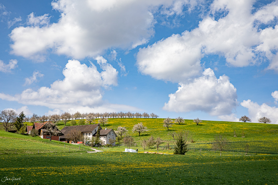 Blühende Kirschbäume in Aesch während des Frühlings mit grünen Wiesen und Bauernhof unter blauem Himmel – Jan Geerk Fotograf Basel