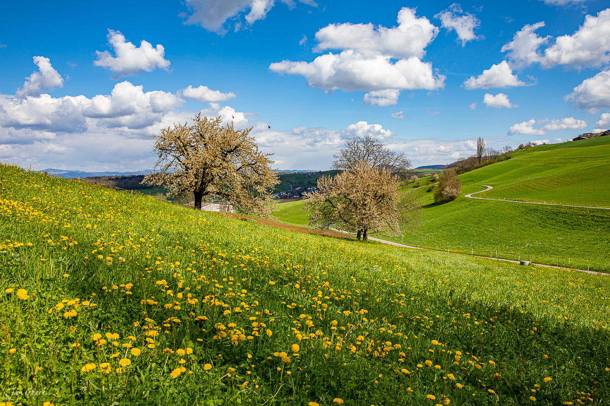 Blühende Kirschbäume in Aesch während des Frühlings vor grünen Wiesen und Bergen, Baselland Schweiz – Jan Geerk Fotograf Basel