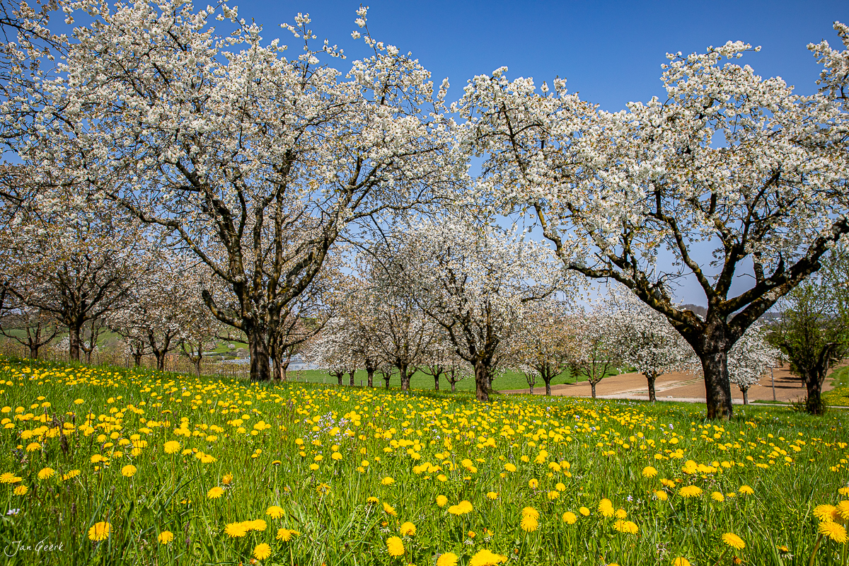 Kirschblüten in voller Blüte über Löwenzahnwiese in Aesch Baselland Frühling Schweiz Jan Geerk Fotograf Basel