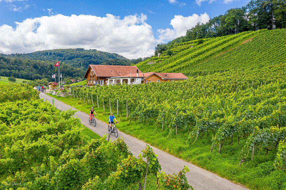 Mountainbiker auf Rebbergweg in Aesch-Klus bei Basel, grüne Weinberge, Sommerstimmung, Nordwestschweiz – Jan Geerk Fotograf Basel