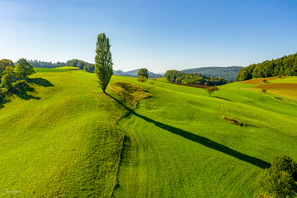 Grüne Hügellandschaft mit Pappel in Arboltswil, Baselland, Sommerlicht, Schweiz – Jan Geerk Fotograf Basel