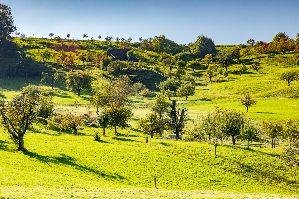 Grüne Hügellandschaft mit verstreuten Bäumen und Bauernhaus in Arboldswil, Baselland, Sommerlicht – Jan Geerk Fotograf Basel