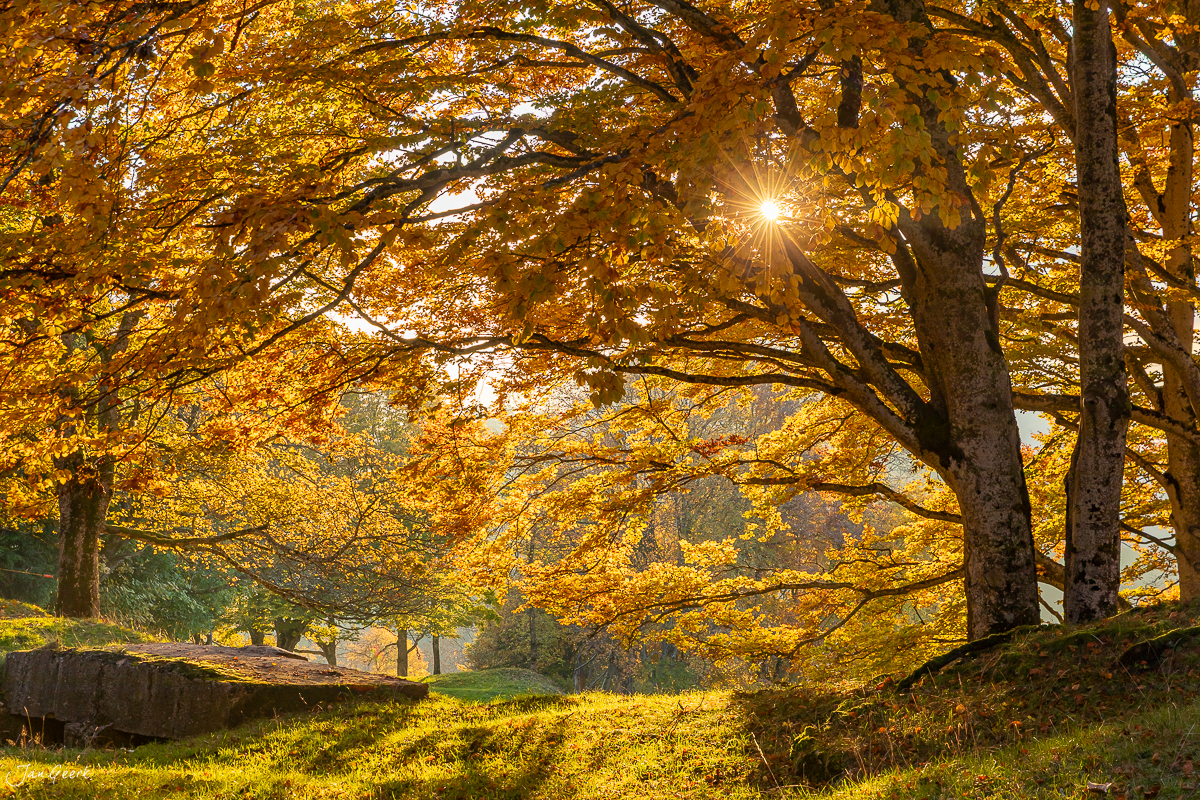 Herbstwald in der Bölchenregion mit goldenem Laub und Gegenlicht, Baselland Schweiz – Jan Geerk Fotograf Basel