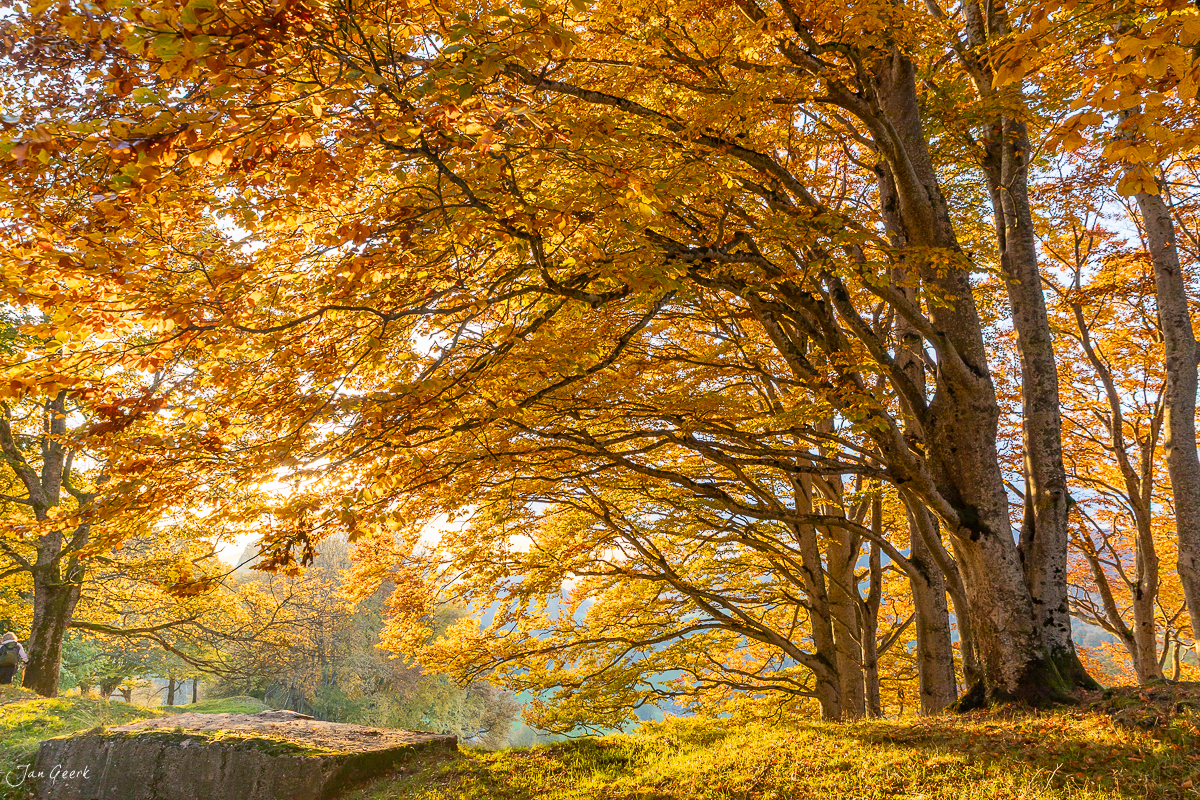 Herbstwald mit leuchtend goldenen Buchen an der Bölchenregion Baselland Schweiz – Jan Geerk Fotograf Basel