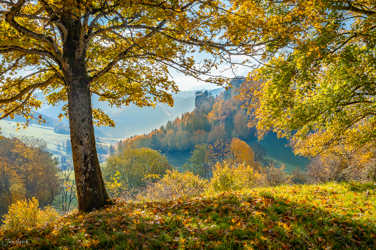 Herbstlicher Laubbaum mit goldgelben Blättern in der Bölchenregion Baselland Schweiz – Jan Geerk Fotograf Basel
