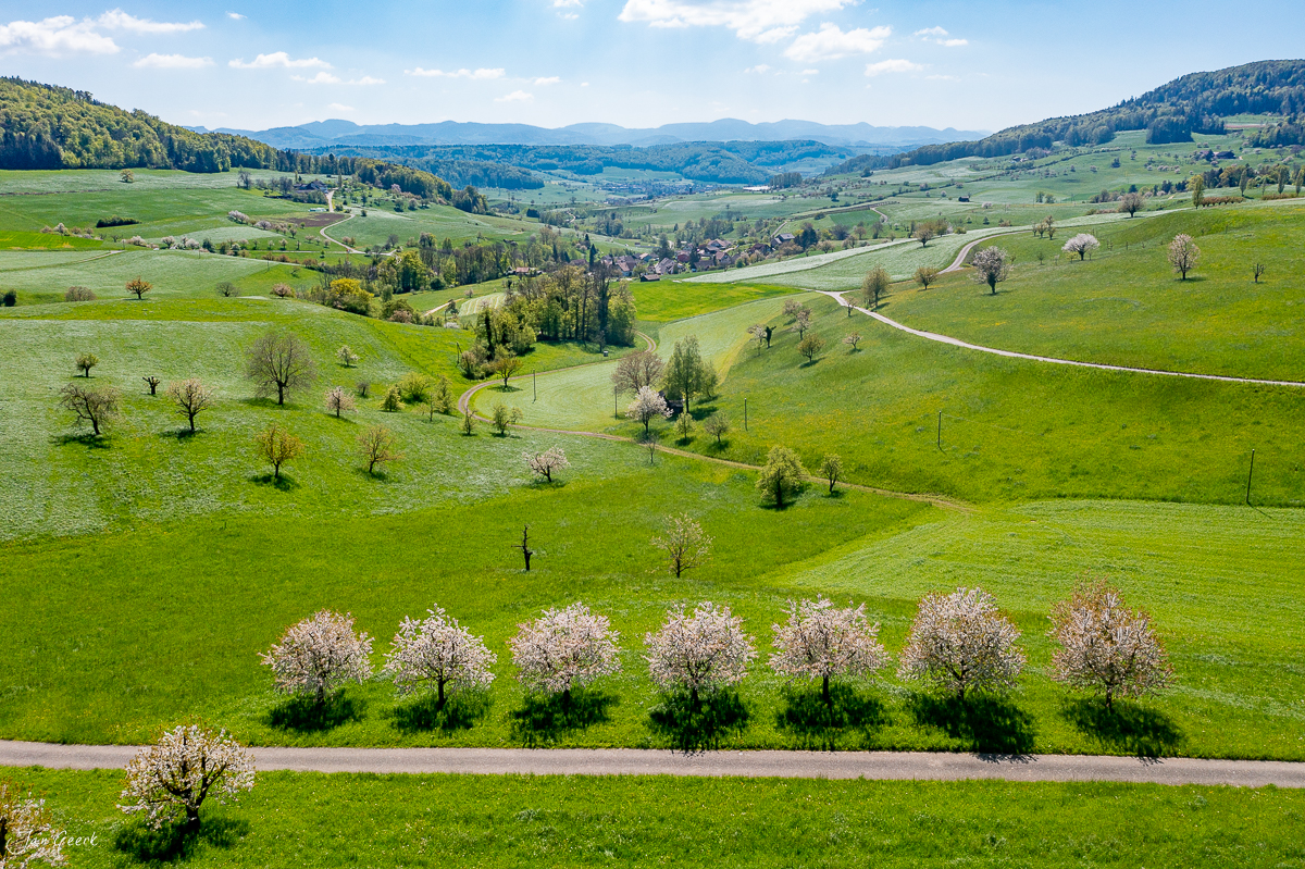 Blühende Obstbäume in grüner Frühjahrslandschaft Baselland Luftaufnahme Schweiz Jan Geerk Fotograf Basel