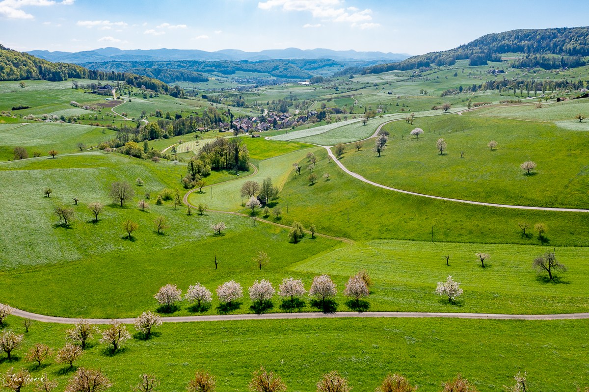 Blühende Obstbäume in sanften Hügeln bei Farnsburg im Frühling, Baselland Schweiz – Jan Geerk Fotograf Basel