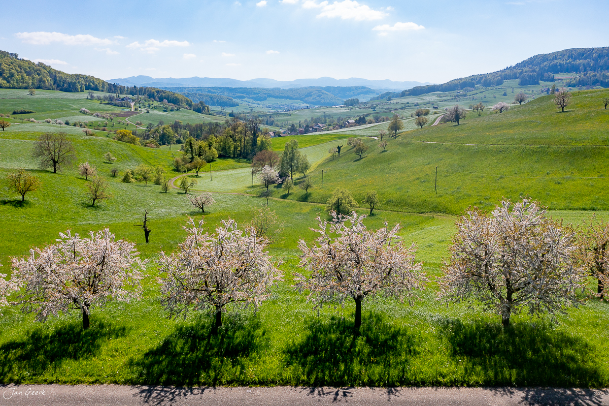 Blühende Obstbäume in Baselland während Frühling mit grünen Wiesen und Bergpanorama – Jan Geerk Fotograf Basel