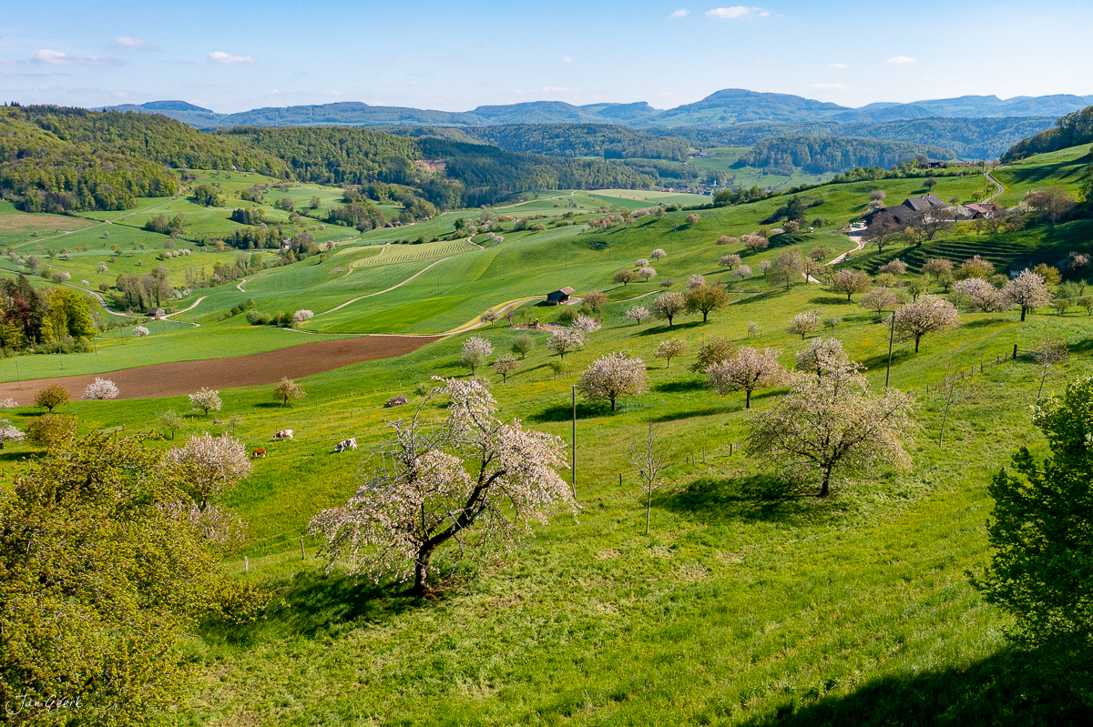 Blütenbaum auf grüner Wiese in Baselland, Frühling, Luftaufnahme vom E-Bike Gebiet Baselland Schweiz – Jan Geerk Fotograf Basel