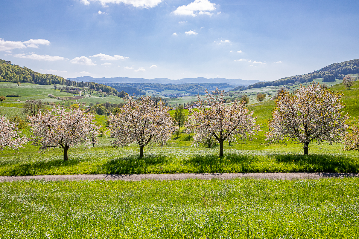 Obstbaumblüte im Frühling in Baselland mit grünen Wiesen, Hügeln und Bergen unter blauem Himmel – Jan Geerk Fotograf Basel
