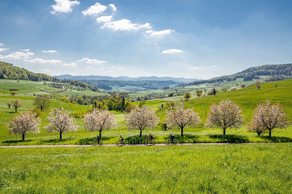 E-Biker auf Landstraße zwischen blühenden Obstbäumen im Baselland, Frühjahr, Schweiz – Jan Geerk Fotograf Basel