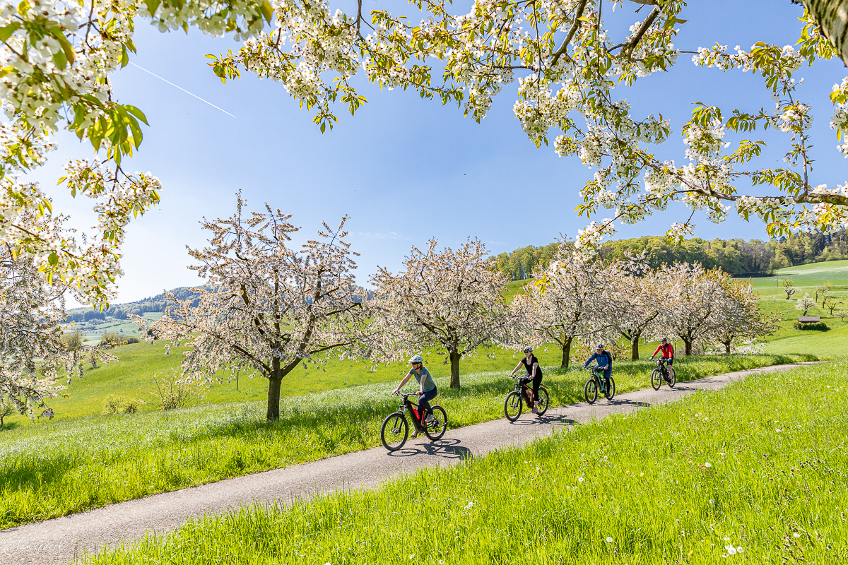 Radfahrer auf Frühjahrstour durch blühende Kirschbaumlandschaft Baselland, Schweiz – Jan Geerk Fotograf Basel