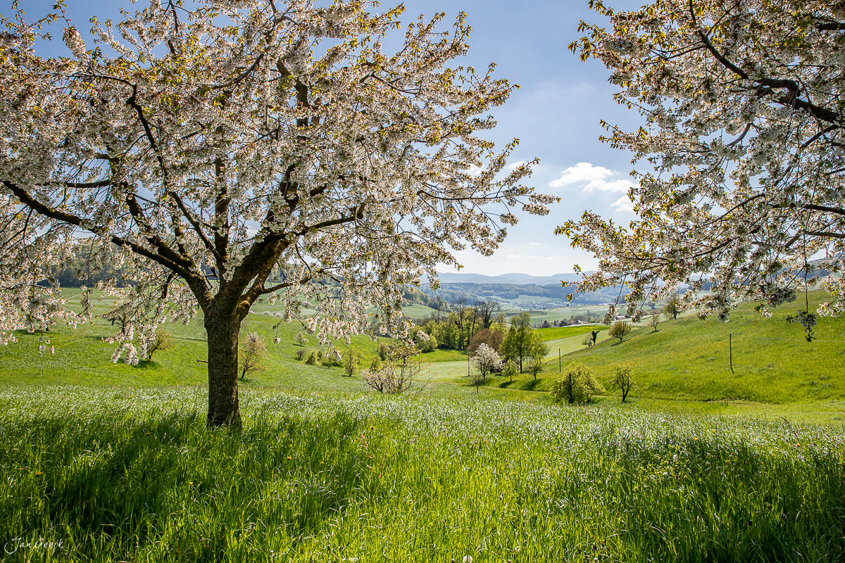 Birnbaum in Blüte im Frühling über grünen Wiesen und Hügeln des Baselbiet Baselland Schweiz – Jan Geerk Fotograf Basel