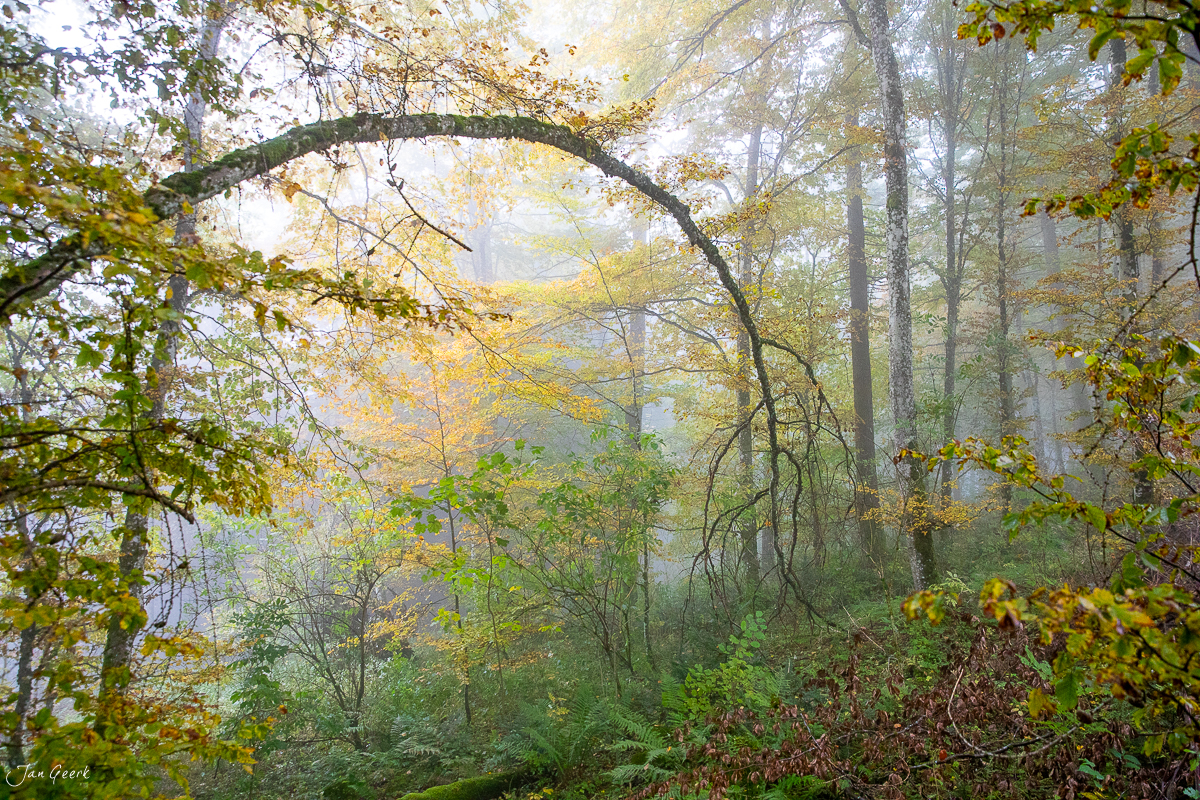 Herbstlicher Wald mit geschwungenem Ast am Passwang, Baselland, Schweiz – Jan Geerk Fotograf Basel