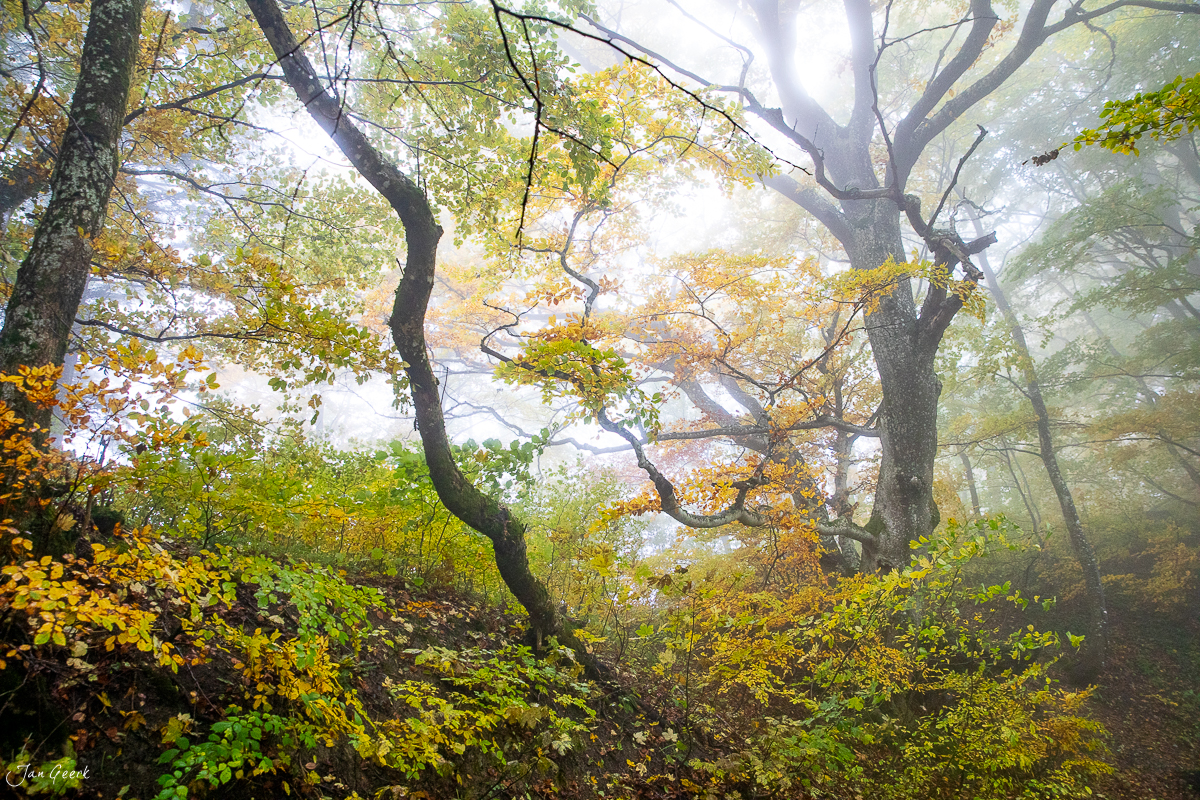 Herbstwald mit Laubfärbung und Nebel im Baselland, Schweiz – Jan Geerk Fotograf Basel