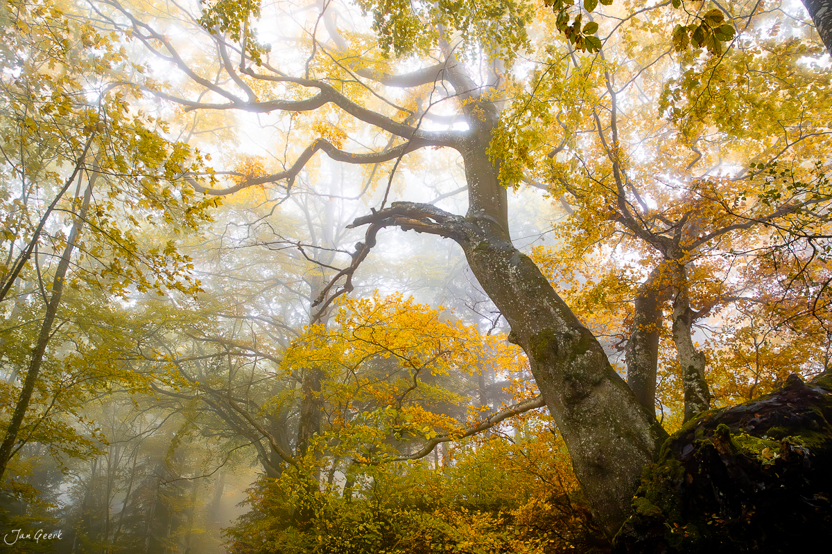 Knorriger Baum mit goldenem Herbstlaub im Nebel, Passwang Baselland Schweiz – Jan Geerk Fotograf Basel