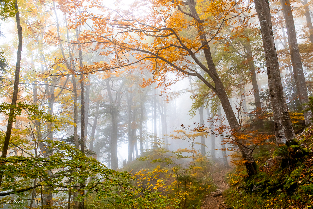 Herbstwald mit Nebel und Herbstfarbennuancen bei Belchen Baselland Schweiz Jan Geerk Fotograf Basel