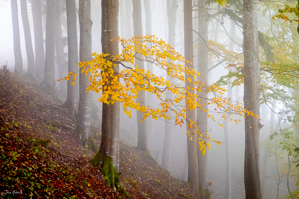 Herbstlicher Laubbaum im Nebel am Passwang Baselland Schweiz Jan Geerk Fotograf Basel