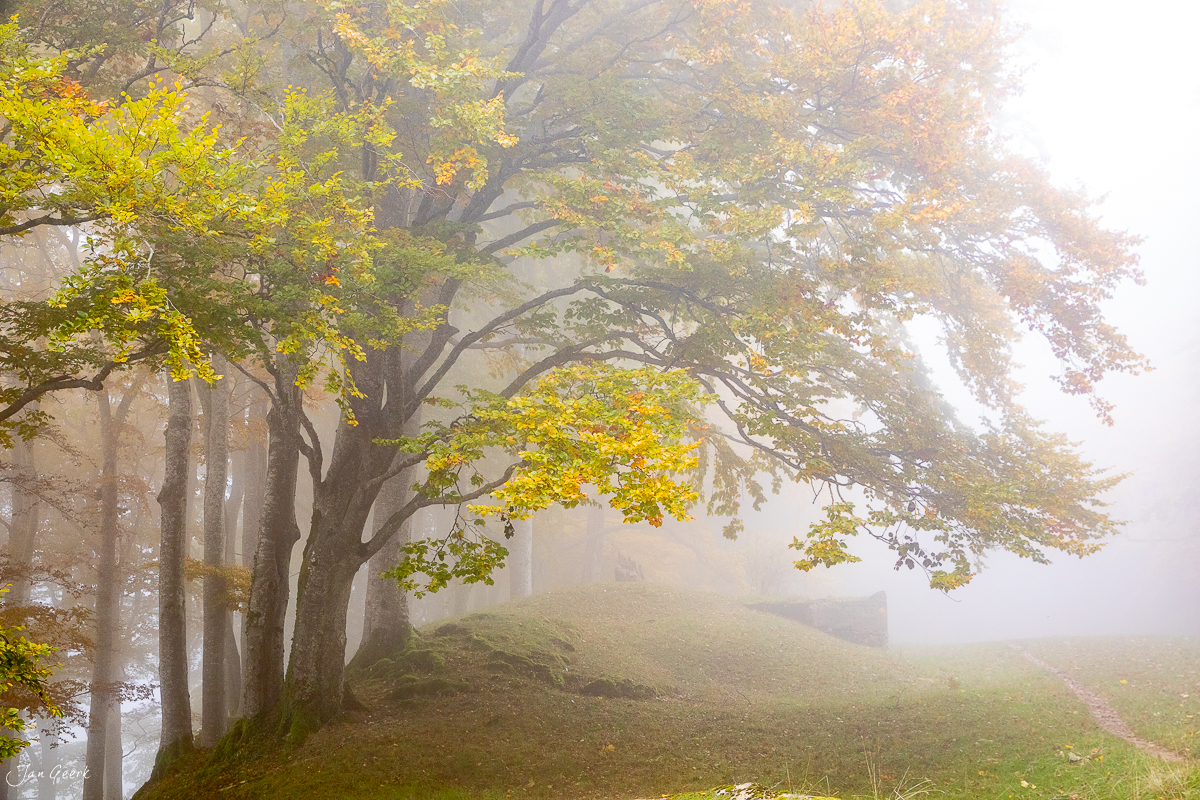 Herbstliche Buchen-Allee am Passwang mit goldenem Laubwerk und Nebel im Baselbiet Schweiz – Jan Geerk Fotograf Basel