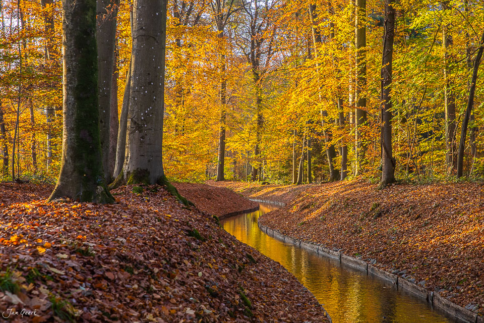 Herbstwald mit Bach im Hardwald Muttenz, goldenes Herbstlicht, Nordwestschweiz – Jan Geerk Fotograf Basel