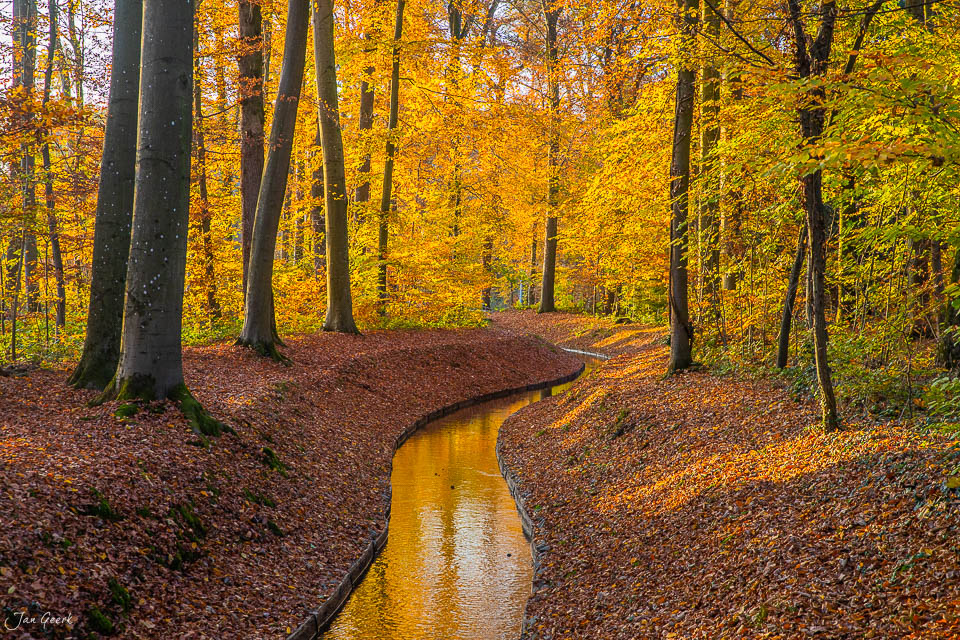 Herbstwald mit kleinem Bach im Hardwald, goldenes Herbstlicht, Nordwestschweiz – Jan Geerk Fotograf Basel