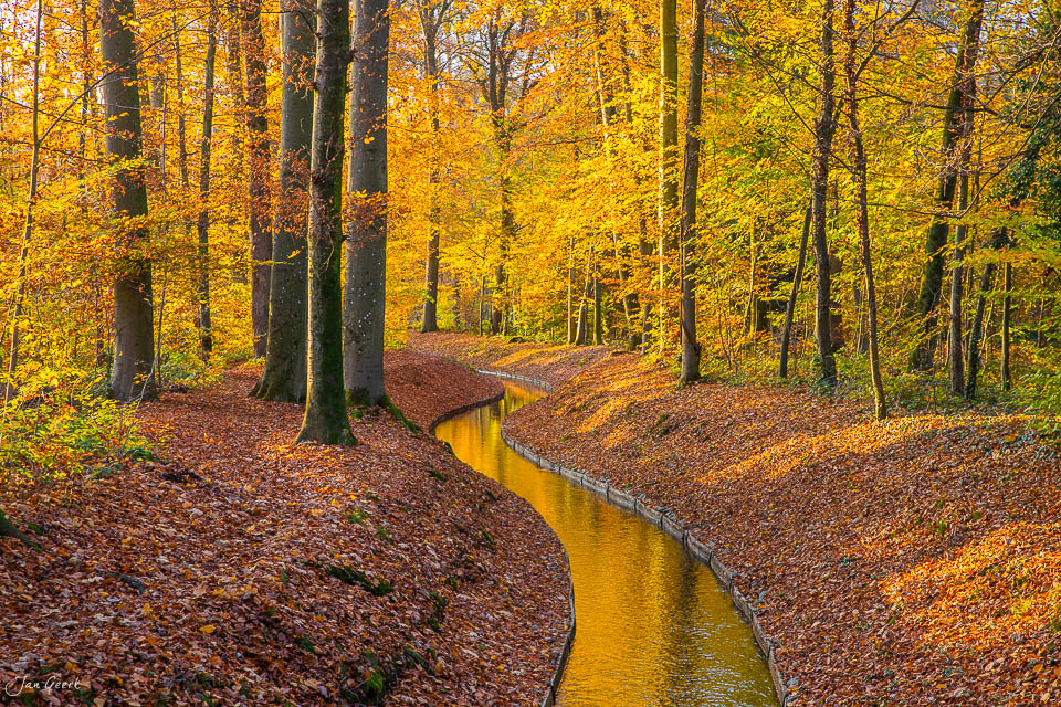Herbstwald mit Bachverlauf im Hardwald bei Muttenz, Baselland, Schweiz – Jan Geerk Fotograf Basel