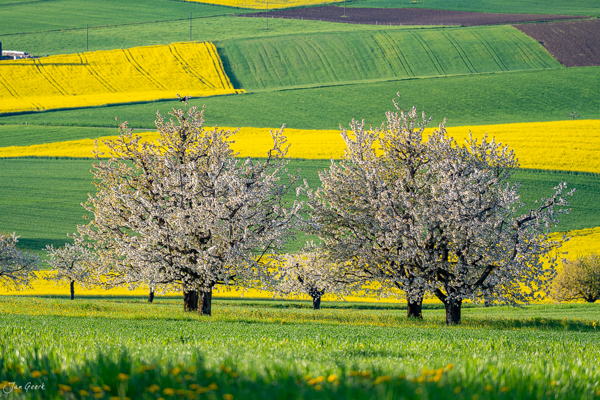 Blühende Kirschbäume in Oltingen mit gelben Rapsfeldern im Frühling, Baselland Schweiz – Jan Geerk Fotograf Basel