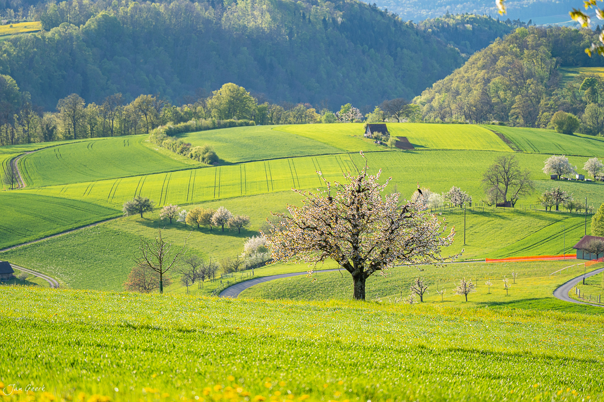 Blühender Kirschbaum in Oltingen während Frühling mit grünen Feldern, Baselland Schweiz – Jan Geerk Fotograf Basel