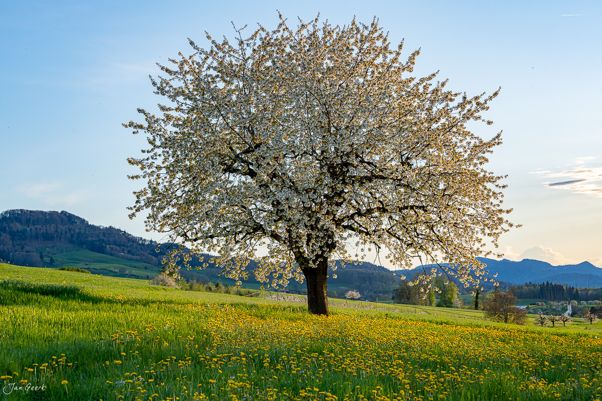Blühender Kirschbaum im Frühling bei Oltingen mit Blüten, grüner Wiese und Berglandschaft im Hintergrund – Jan Geerk Fotograf Basel Schweiz