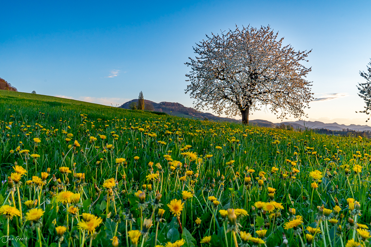 Löwenzahnblüte und Kirschbaum in Oltingen Baselland im Frühling bei Sonnenuntergang Schweiz Jan Geerk Fotograf Basel