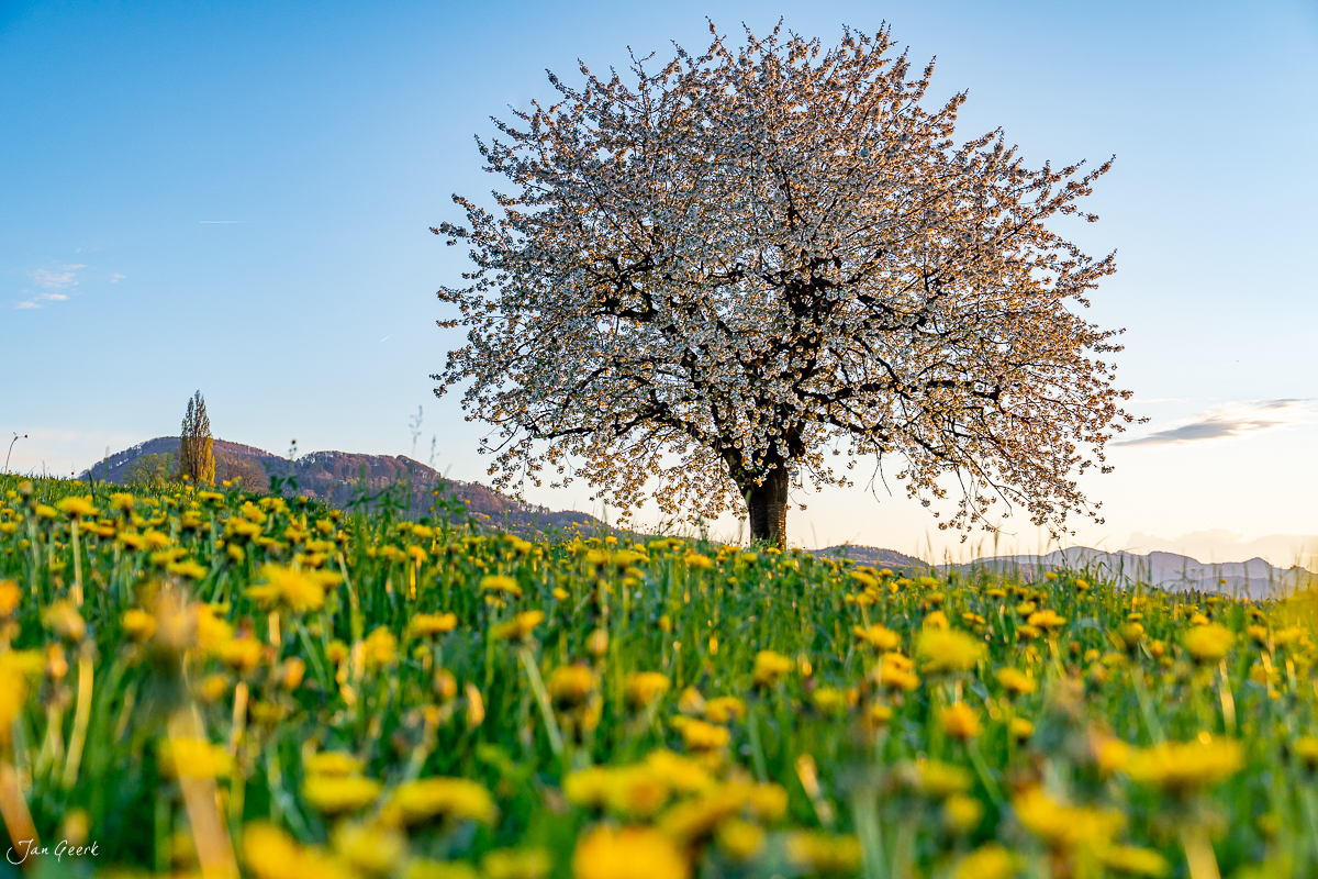 Blühender Kirschbaum in Oltingen während des Frühlings mit gelben Löwenzahnblüten im Baselbiet Schweiz – Jan Geerk Fotograf Basel
