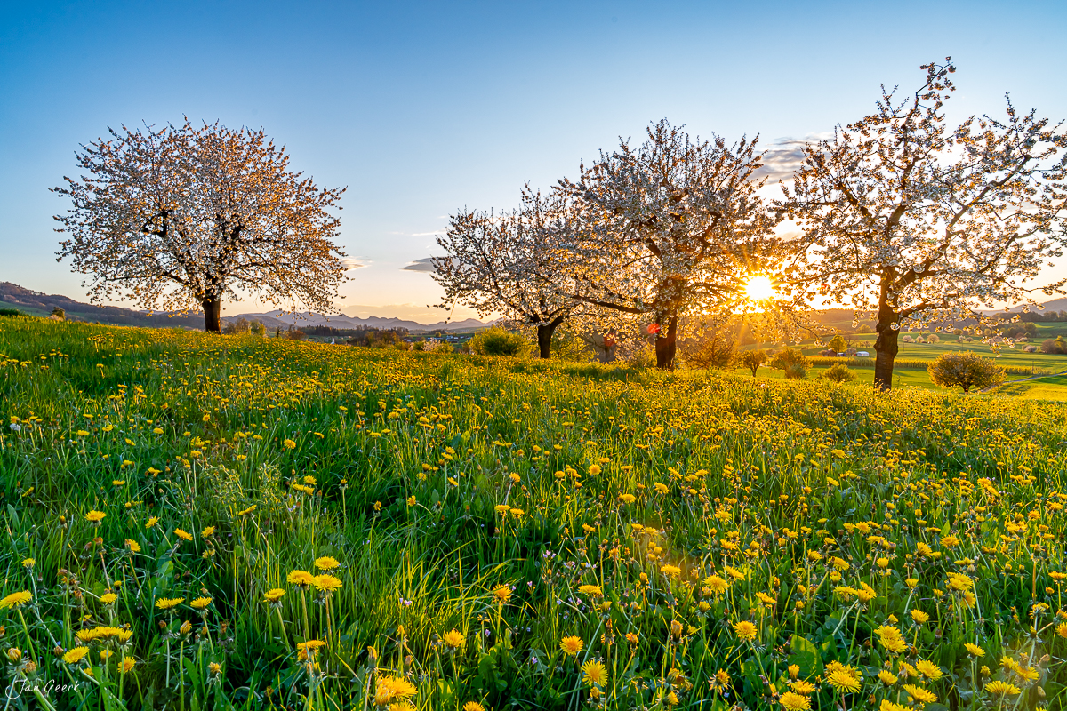 Obstbaumblüte und Löwenzahnwiese in Oltingen während goldener Stunde - Frühling im Baselbiet Schweiz Jan Geerk Fotograf Basel