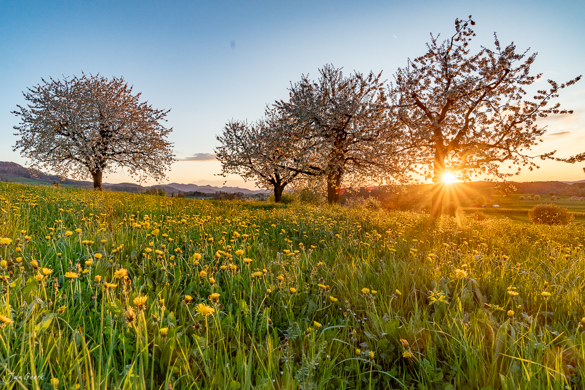 Kirschblüte in Oltingen im Frühling bei Sonnenuntergang, Baselland Schweiz – Jan Geerk Fotograf Basel