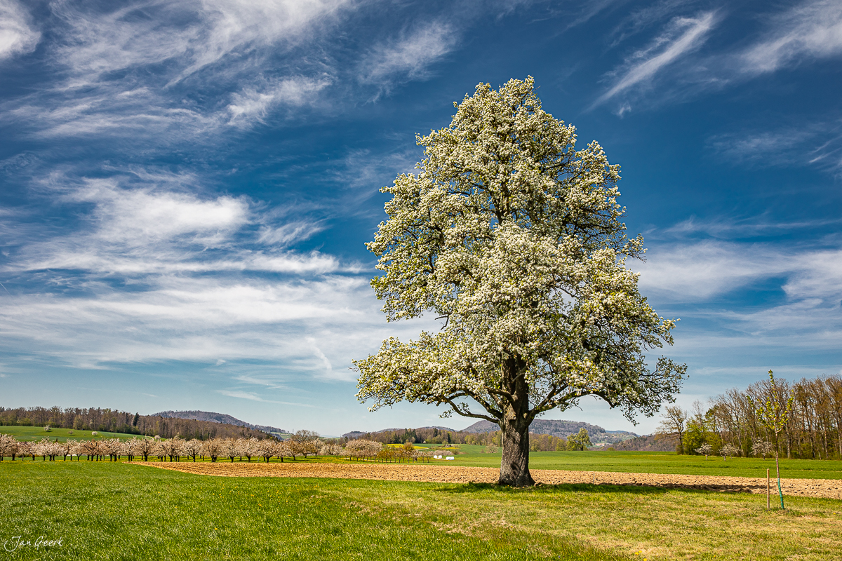 Blühender Birnbaum in Rünenberg während der Blütezeit, grüne Wiesen und Berge im Hintergrund, Baselland Schweiz – Jan Geerk Fotograf Basel