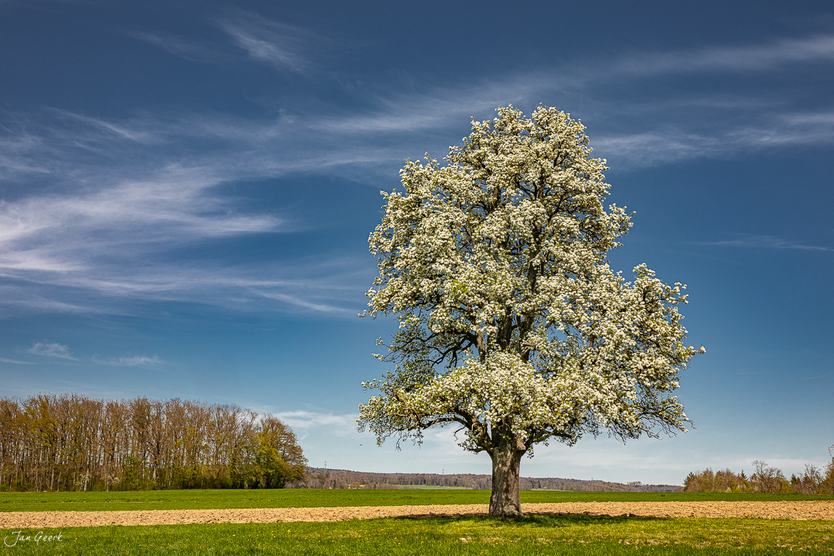 Blühender Birnbaum in Rünenberg während der Blütezeit mit grünen Wiesen und Baumreihen, Baselland Schweiz – Jan Geerk Fotograf Basel