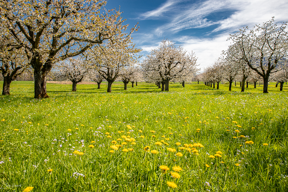 Blühende Obstbäume in Rünenberg im Frühling mit Blüten und grüner Wiese mit Löwenzahn, Baselland Schweiz – Jan Geerk Fotograf Basel