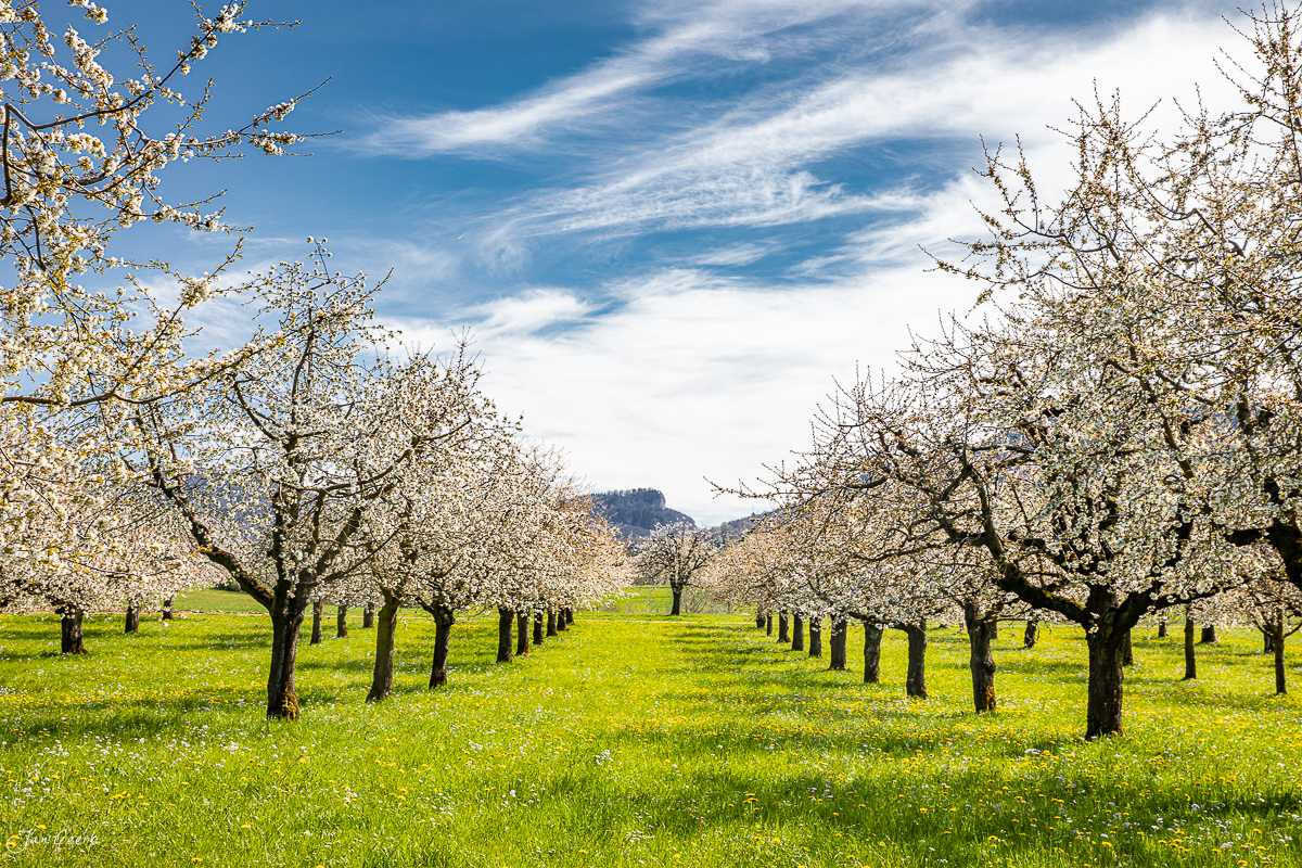 Blühende Kirschbäume in Rünenberg, Frühling mit grüner Wiese und Bergen, Oberbaselbiet Schweiz – Jan Geerk Fotograf Basel
