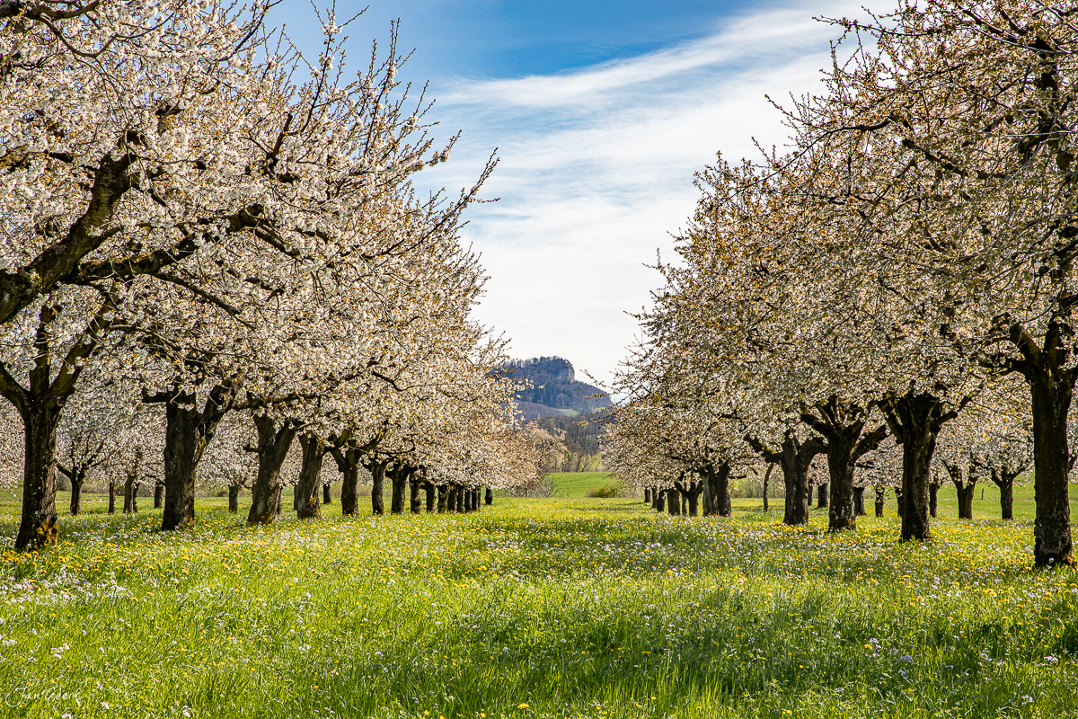 Kirschblüte in Rünenberg mit blühenden Birnbäumen, grüner Wiese und Bergblick im Frühling, Baselland Schweiz – Jan Geerk Fotograf Basel