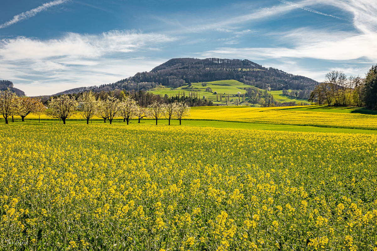 Rapsfeld in voller Blüte mit Birnbäumen und Bergen im Hintergrund, Rünenberg, Baselland, Frühling, Schweiz – Jan Geerk Fotograf Basel