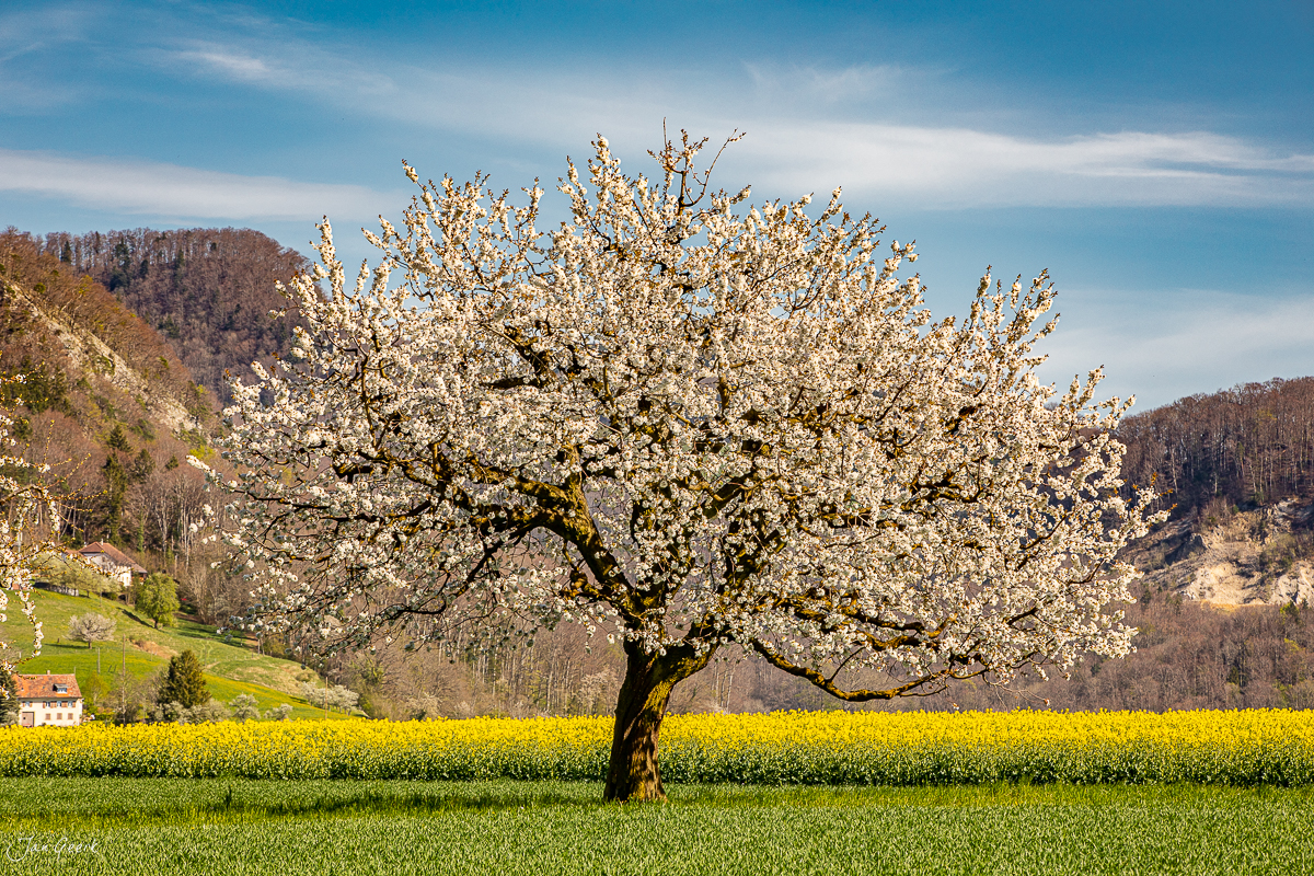 Blühender Birnbaum mit weissen Blüten in Rünenberg, Oberbaselbiet, Frühjahrslandschaft Schweiz – Jan Geerk Fotograf Basel