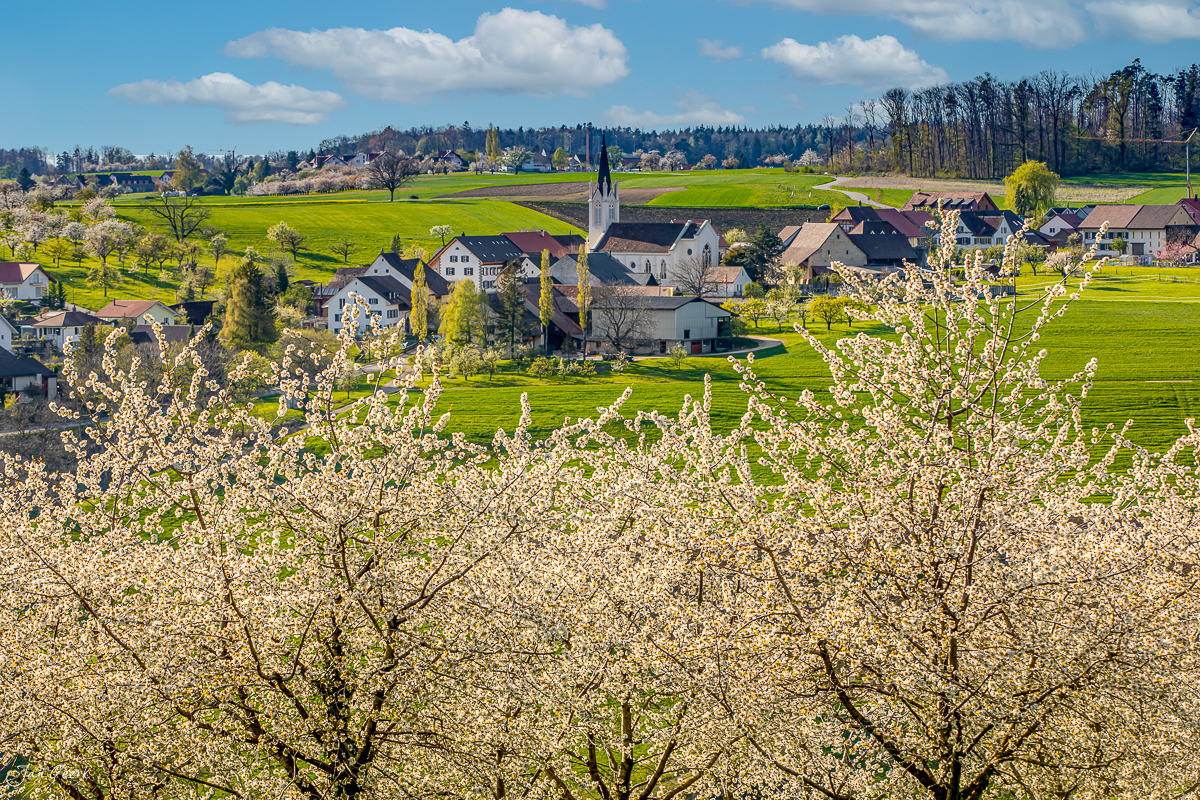 Blühende Birnbäume über Rünenberg im Frühling, Oberbaselbiet Schweiz – Jan Geerk Fotograf Basel